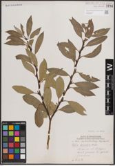 Foto von Salix discolor Muhl.